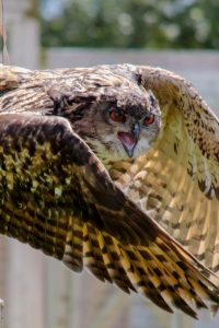 eagle-owl-eurasian-owl-wildlife-158087-158087.jpg
